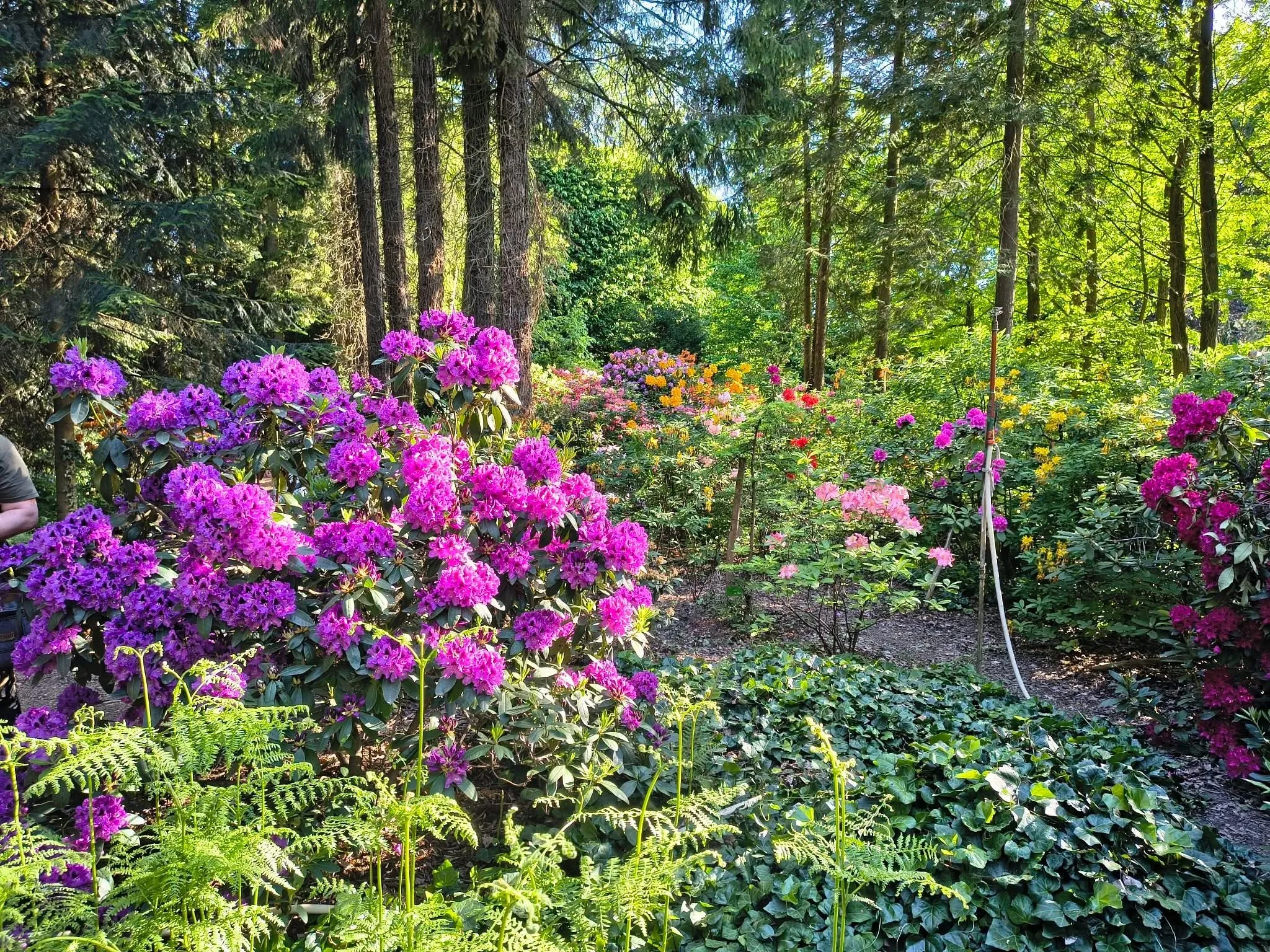 Kwitnące różaneczniki w arboretum pod Przemyślem